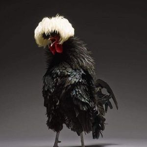 Meet your Posher, Lynn